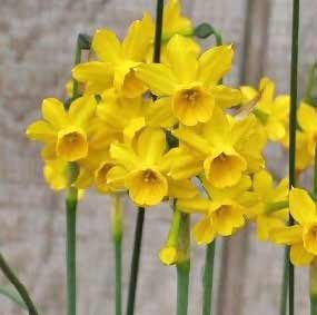 Jonquil